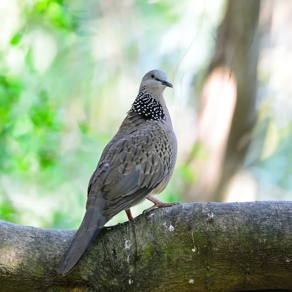 Colombe tachetée — Photo