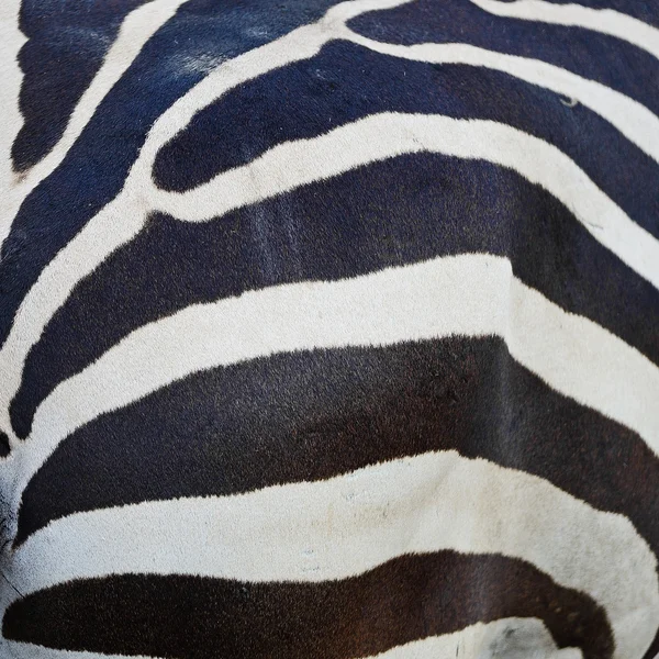 Pele de zebra comum — Fotografia de Stock