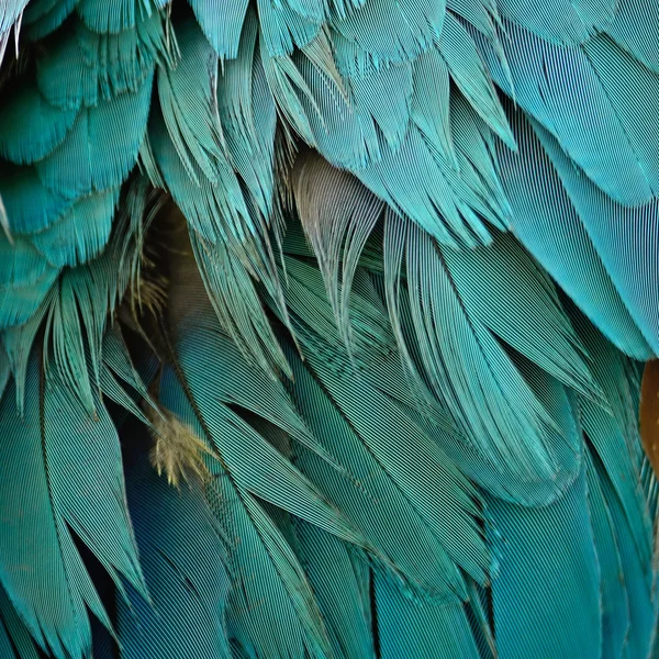 Penas de arara azul e dourada — Fotografia de Stock