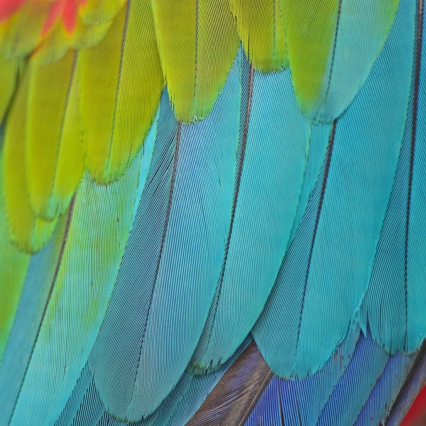 Greenwinged papoušek peří — Stock fotografie