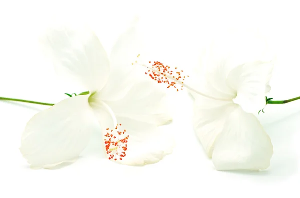 Witte hibiscus — Stockfoto