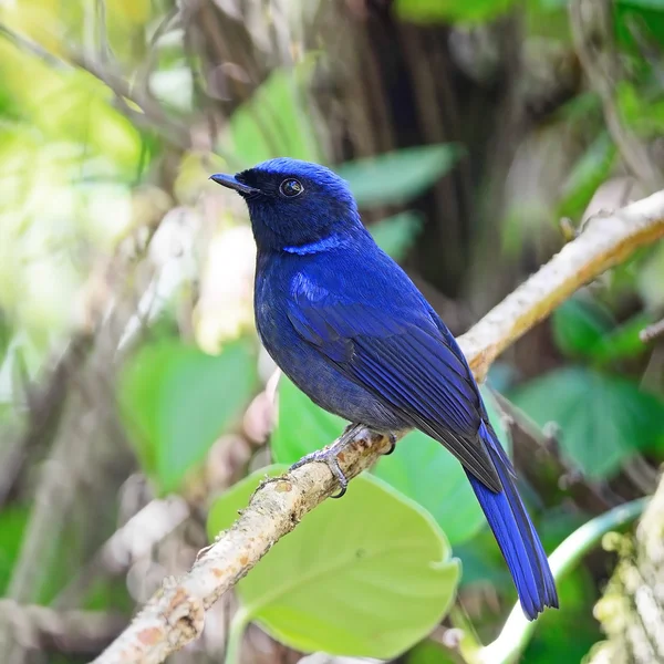 Male Large Niltava — Stock Photo, Image