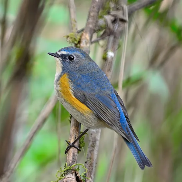 Masculino Vermelho-flanqueado Bluetail — Fotografia de Stock