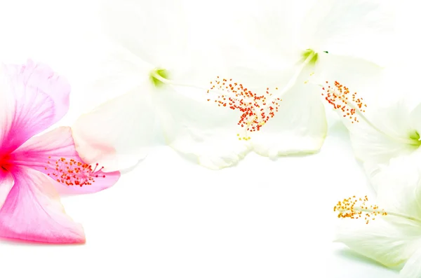 Pink and white Hibiscus — Stock Photo, Image