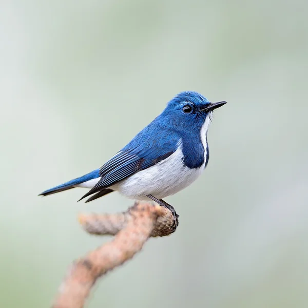 Macho Ultramarine Flycatcher — Fotografia de Stock