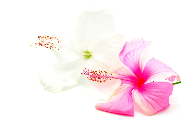 Rosa e branco Hibisco — Fotografia de Stock