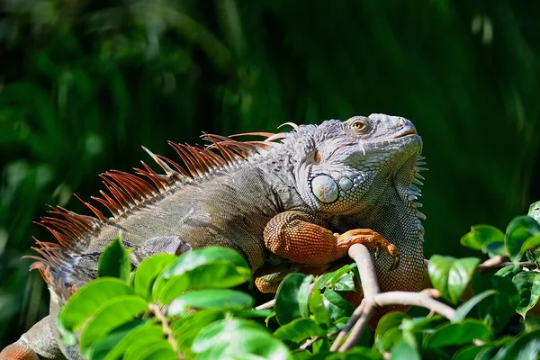 Iguana verde masculina —  Fotos de Stock