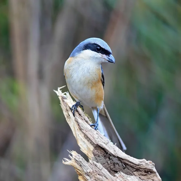 Shrike con respaldo gris — Foto de Stock