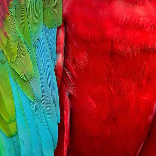 Greenwinged Macaw feathers — Stock Photo, Image