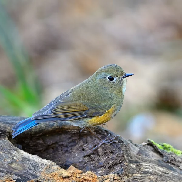 Vrouwelijke Himalaya bluetail — Stockfoto