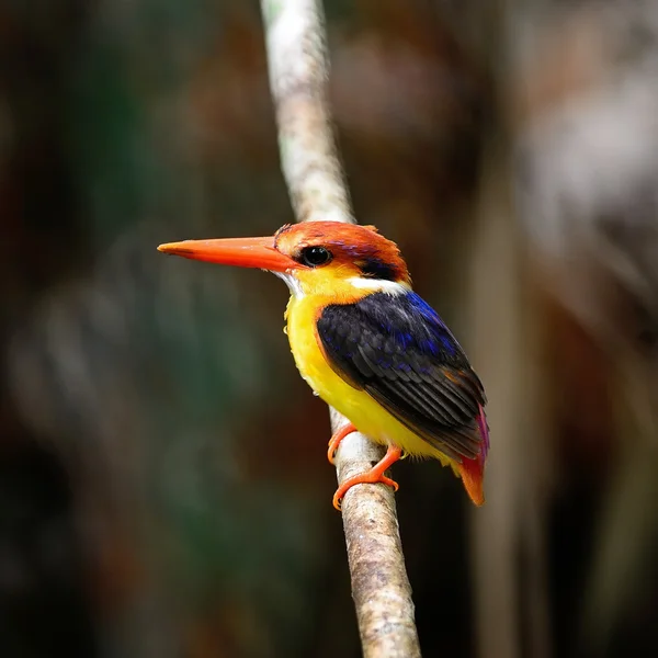 Kingfisher con respaldo negro —  Fotos de Stock