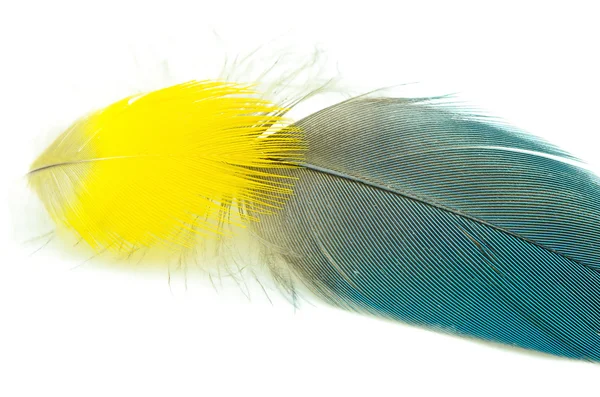 Bird feather isolated — Stock Photo, Image