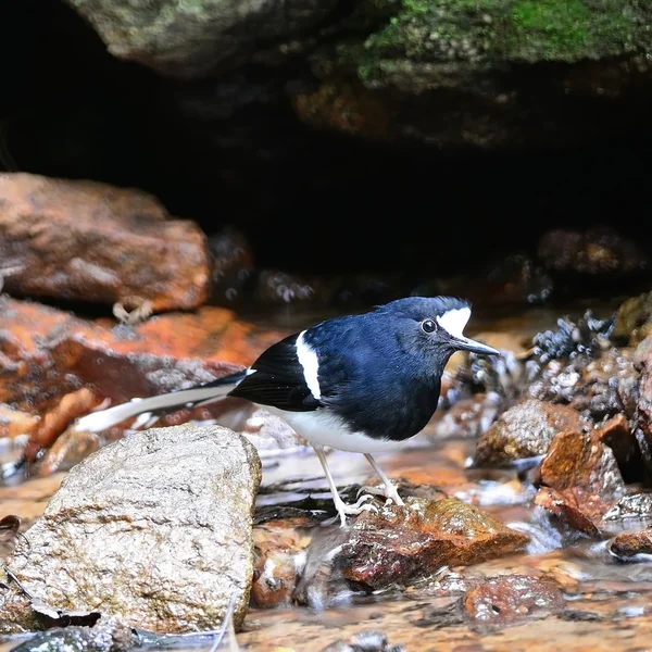 Weißkronengabel — Stockfoto