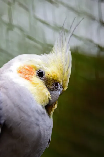 Cockatiel — Stock Photo, Image