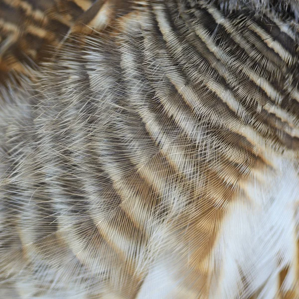 Asian barred owlet piór — Zdjęcie stockowe
