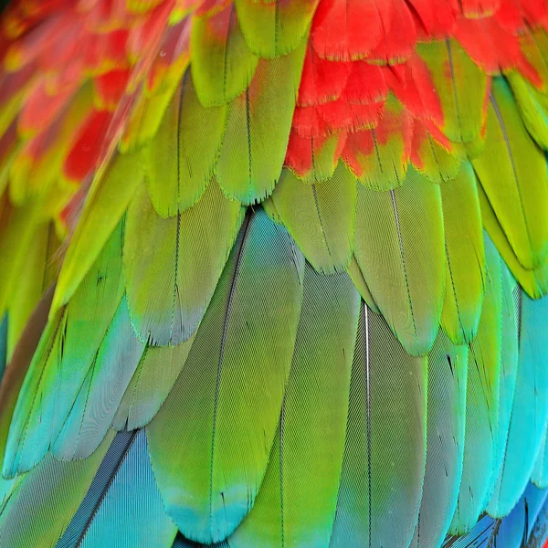 Greenwinged 的金刚鹦鹉羽毛 — 图库照片