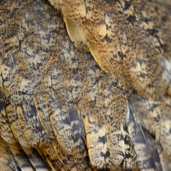 Oriental Scops plumas de búho —  Fotos de Stock