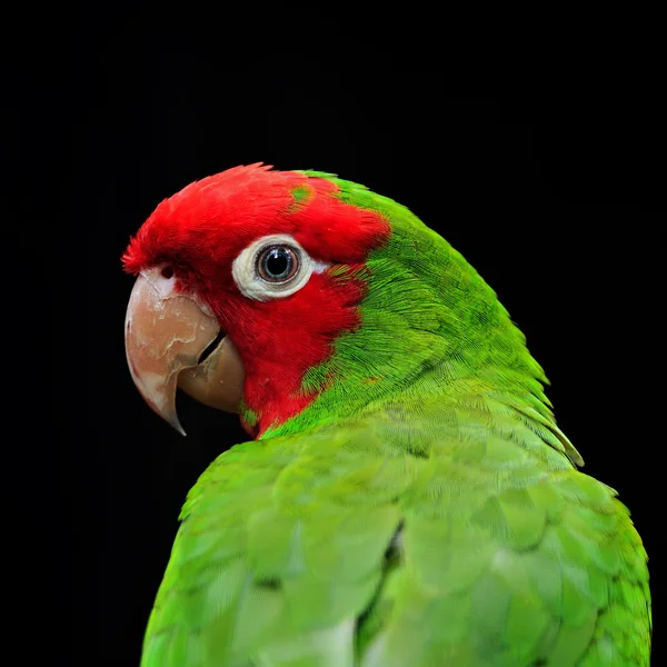 Κόκκινο μασκοφόροι conure — Φωτογραφία Αρχείου