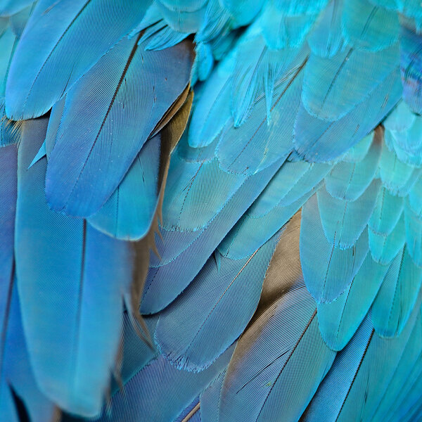 Blue and Gold Macaw feathers