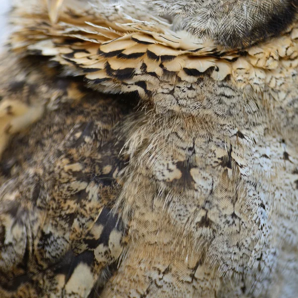 Oriental Scops plumas de búho — Foto de Stock