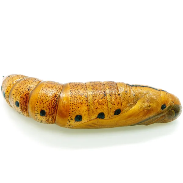 Oleander Hawk-moth pupa — Stock Photo, Image