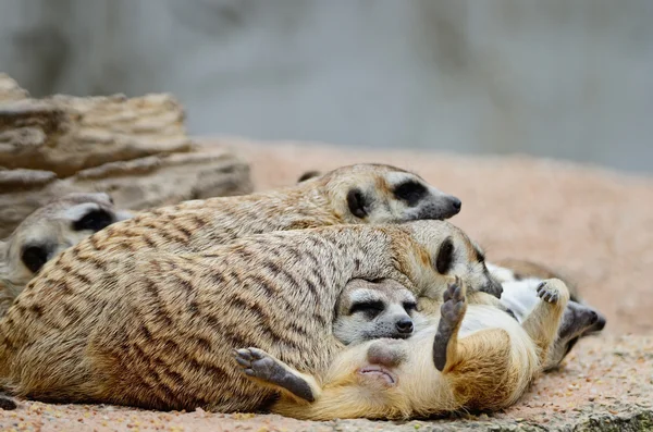 Meerkat. — Fotografia de Stock