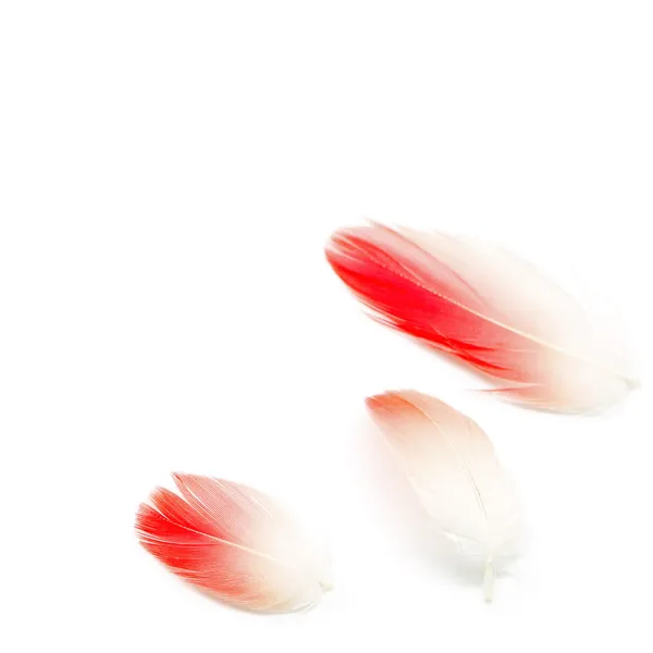 Flamingo feather isolated — Stock Photo, Image