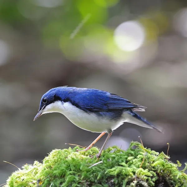 Férfi szibériai blue robin — Stock Fotó