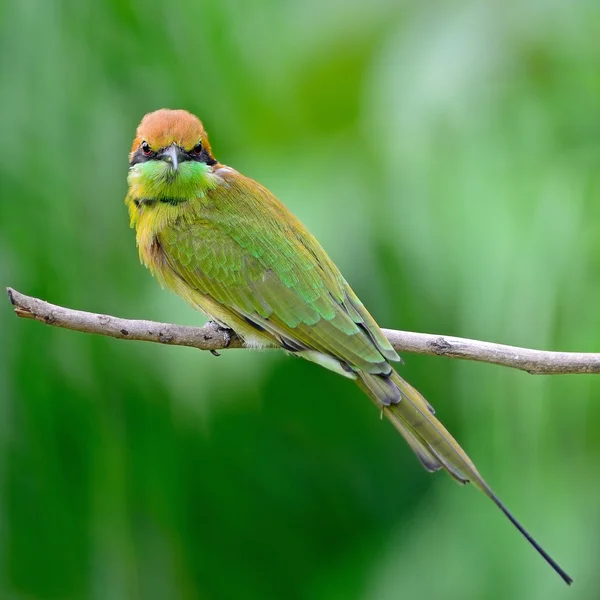 Little Green Bee-eater — Stock Photo, Image