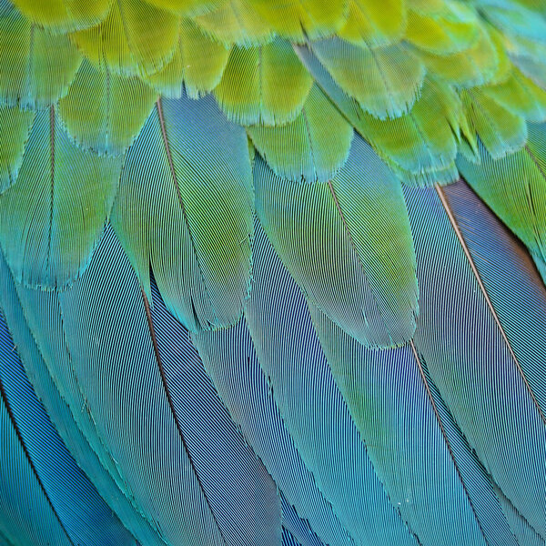 Перья арлекина ара
