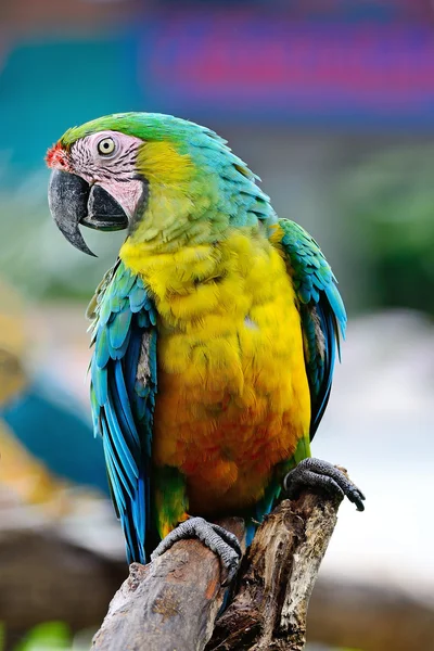 Harlequin Macaw — Stock Photo, Image