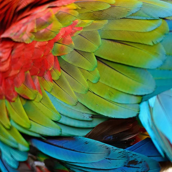 Greenwinged Macaw feathers — Stock Photo, Image