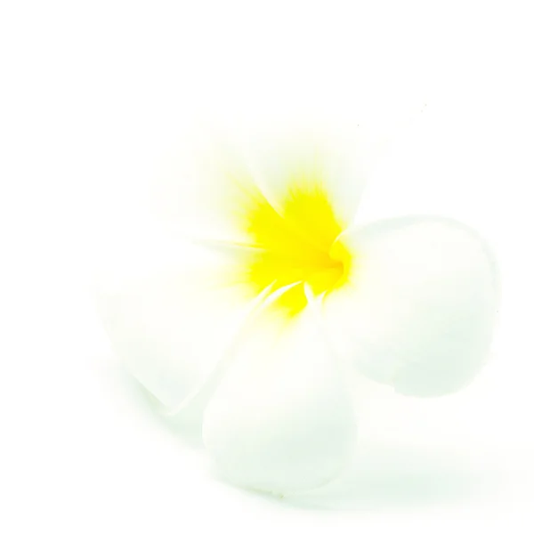 Witte en gele plumeria — Stockfoto