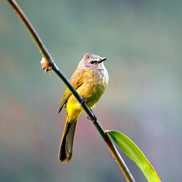 Flavescent Bulbul — Stock Photo, Image