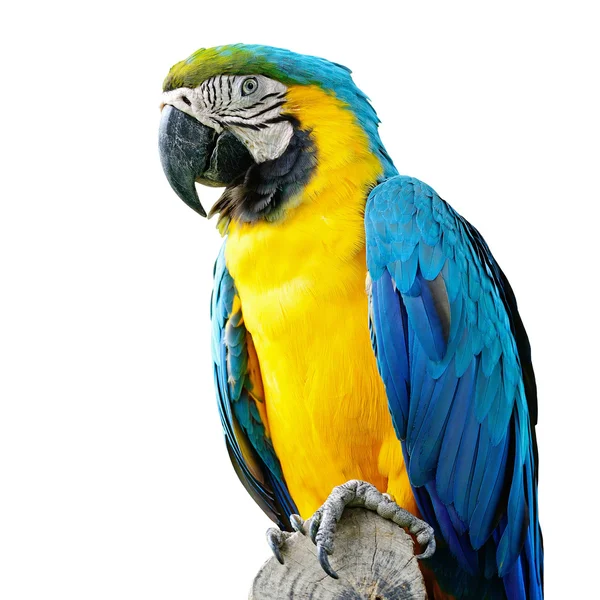 Azul e Glod Macaw isolado — Fotografia de Stock