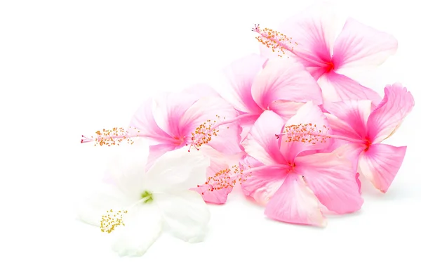 Pink and white Hisbiscus — Stock Photo, Image