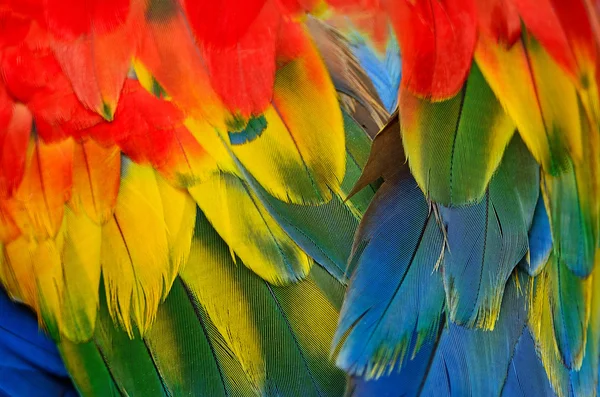 Plumas de guacamayo escarlata —  Fotos de Stock