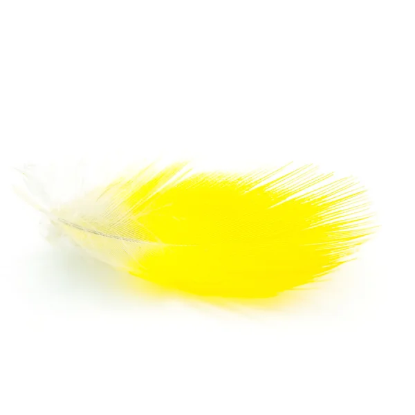 Feather — Stock Photo, Image