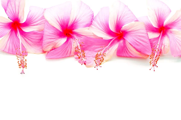 Pink Hibiscus — Stock Photo, Image