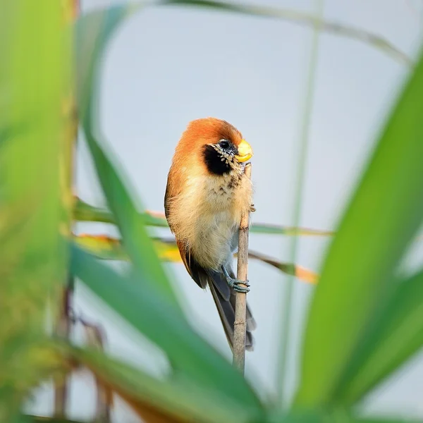 Cartucho de loro de pecho plano — Foto de Stock