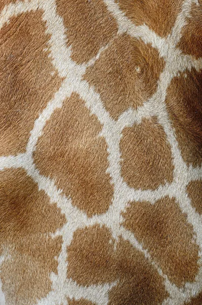 Giraffe skin — Stock Photo, Image