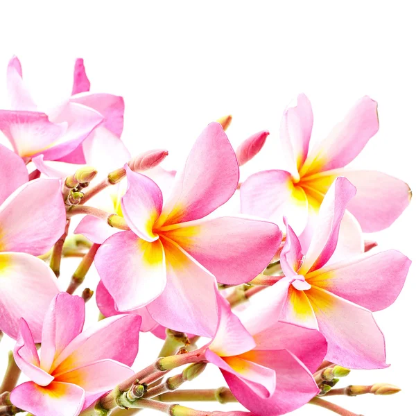 Pink Plumeria — Stock Photo, Image