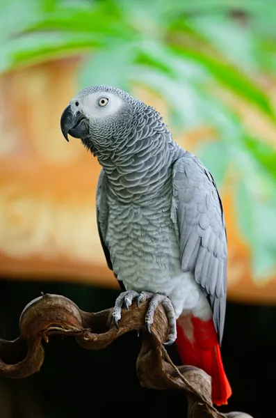 Papagaio-cinzento africano — Fotografia de Stock