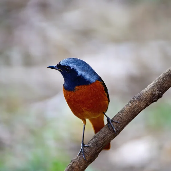 Masculino Daurian Redstart — Fotografia de Stock