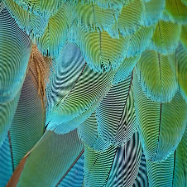 ハーレクイン コンゴウインコの羽 — ストック写真