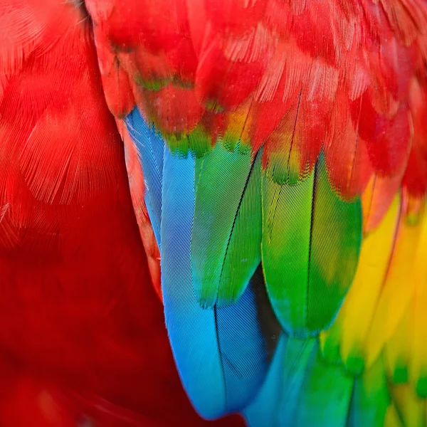 Plumas de guacamayo escarlata — Foto de Stock