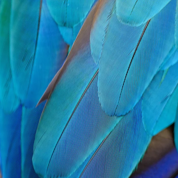 Blue and Gold Macaw feathers — Stock Photo, Image