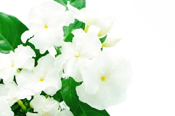 Crepe Jasmine — Stock Photo, Image