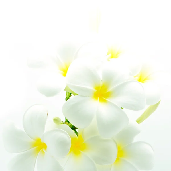 Plumeria branca e amarela — Fotografia de Stock