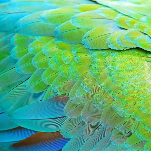 Harlequin Macaw feathers — Stock Photo, Image